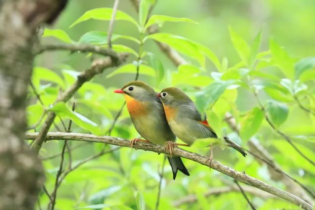 翡翠捷蜥价格,龙纹翡翠蜥饲养-第2张图片-翡翠网 翡翠捷蜥价格,龙纹翡翠蜥饲养-第2张图片-翡翠网