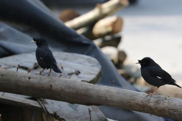 翡翠捷蜥价格,龙纹翡翠蜥饲养-第3张图片-翡翠网 翡翠捷蜥价格,龙纹翡翠蜥饲养-第3张图片-翡翠网