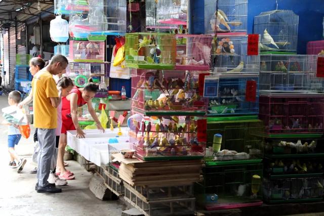 翡翠捷蜥价格,龙纹翡翠蜥饲养-第5张图片-翡翠网 翡翠捷蜥价格,龙纹翡翠蜥饲养-第5张图片-翡翠网