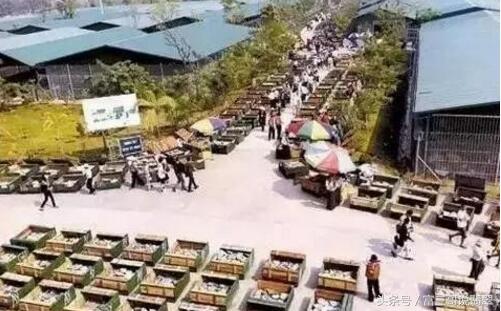 澳洲玉在澳洲哪买澳洲翡翠价格-第1张图片-翡翠网 澳洲玉在澳洲哪买澳洲翡翠价格-第1张图片-翡翠网