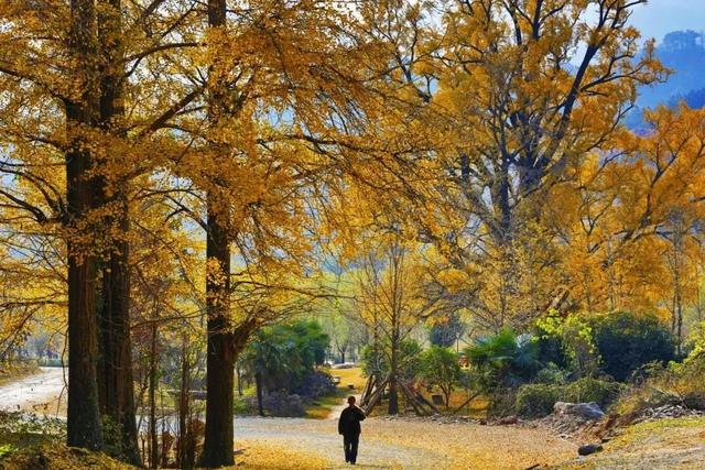 包含帝师讲解翡翠原石的词条-第11张图片-翡翠网 包含帝师讲解翡翠原石的词条-第11张图片-翡翠网
