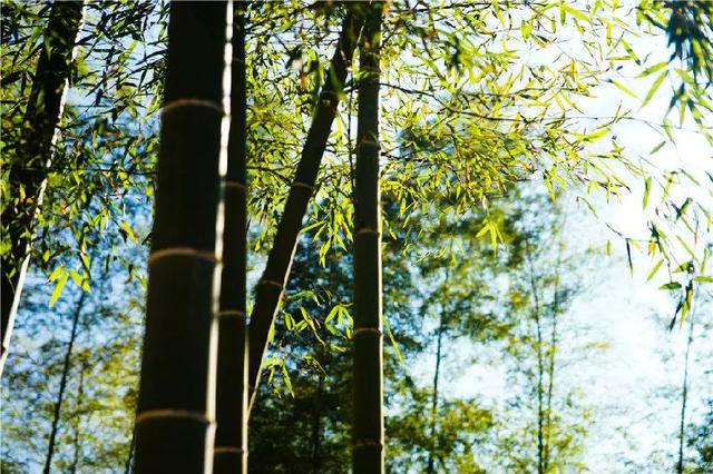 翡翠原石价值鞍山天然翡翠原石多少钱-第8张图片-翡翠网 翡翠原石价值鞍山天然翡翠原石多少钱-第8张图片-翡翠网