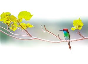 栗腹翡翠知识大全,栗腹文鸟可以人工繁殖吗-第1张图片-翡翠网 栗腹翡翠知识大全,栗腹文鸟可以人工繁殖吗-第1张图片-翡翠网