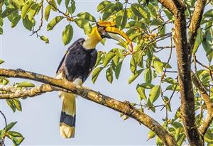 栗腹翡翠知识大全,栗腹文鸟可以人工繁殖吗-第2张图片-翡翠网 栗腹翡翠知识大全,栗腹文鸟可以人工繁殖吗-第2张图片-翡翠网