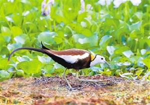 栗腹翡翠知识大全,栗腹文鸟可以人工繁殖吗-第3张图片-翡翠网 栗腹翡翠知识大全,栗腹文鸟可以人工繁殖吗-第3张图片-翡翠网