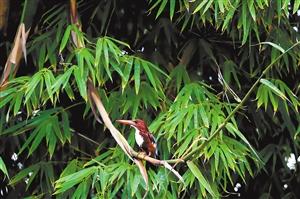 栗腹翡翠知识大全,栗腹文鸟可以人工繁殖吗-第4张图片-翡翠网 栗腹翡翠知识大全,栗腹文鸟可以人工繁殖吗-第4张图片-翡翠网