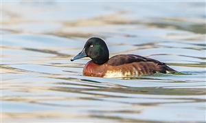 栗腹翡翠知识大全,栗腹文鸟可以人工繁殖吗-第5张图片-翡翠网 栗腹翡翠知识大全,栗腹文鸟可以人工繁殖吗-第5张图片-翡翠网