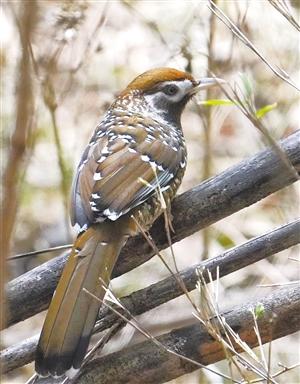 栗腹翡翠知识大全,栗腹文鸟可以人工繁殖吗-第6张图片-翡翠网 栗腹翡翠知识大全,栗腹文鸟可以人工繁殖吗-第6张图片-翡翠网
