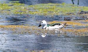 栗腹翡翠知识大全,栗腹文鸟可以人工繁殖吗-第7张图片-翡翠网 栗腹翡翠知识大全,栗腹文鸟可以人工繁殖吗-第7张图片-翡翠网