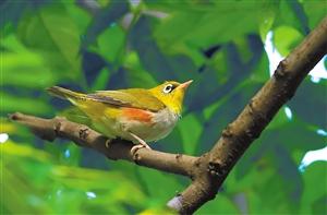 栗腹翡翠知识大全,栗腹文鸟可以人工繁殖吗-第8张图片-翡翠网 栗腹翡翠知识大全,栗腹文鸟可以人工繁殖吗-第8张图片-翡翠网