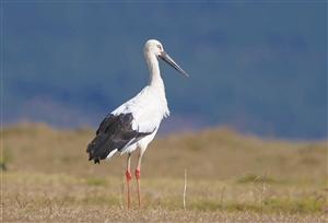 栗腹翡翠知识大全,栗腹文鸟可以人工繁殖吗-第9张图片-翡翠网 栗腹翡翠知识大全,栗腹文鸟可以人工繁殖吗-第9张图片-翡翠网