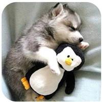 杜鹃王翡翠缘皮丘价格的简单介绍-第1张图片-翡翠网 杜鹃王翡翠缘皮丘价格的简单介绍-第1张图片-翡翠网