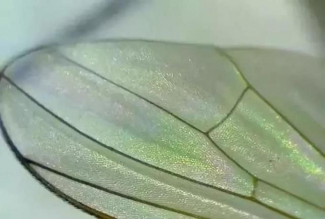 未抛光翡翠原石,翡翠毛料原石-第1张图片-翡翠网 未抛光翡翠原石,翡翠毛料原石-第1张图片-翡翠网