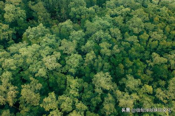 油青绿翡翠手镯不透明青绿不透明玉手镯-第27张图片-翡翠网 油青绿翡翠手镯不透明青绿不透明玉手镯-第27张图片-翡翠网