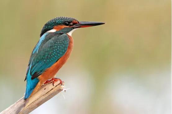 新西兰翡翠贝新西兰翡翠价格-第3张图片-翡翠网 新西兰翡翠贝新西兰翡翠价格-第3张图片-翡翠网