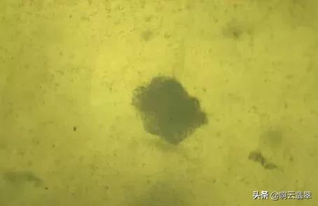 棉絮翡翠价格的简单介绍-第4张图片-翡翠网 棉絮翡翠价格的简单介绍-第4张图片-翡翠网