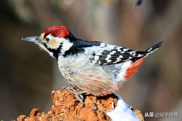 福建翡翠知识翡翠和和田玉-第11张图片-翡翠网 福建翡翠知识翡翠和和田玉-第11张图片-翡翠网