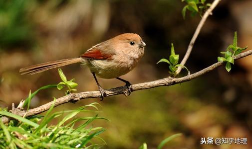 福建翡翠知识翡翠和和田玉-第12张图片-翡翠网 福建翡翠知识翡翠和和田玉-第12张图片-翡翠网
