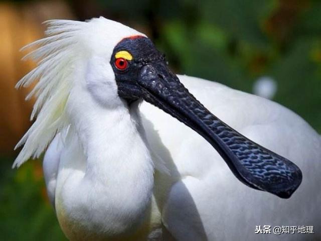 福建翡翠知识翡翠和和田玉-第13张图片-翡翠网 福建翡翠知识翡翠和和田玉-第13张图片-翡翠网