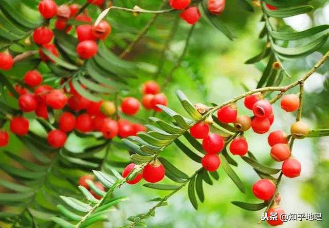 福建翡翠知识翡翠和和田玉-第14张图片-翡翠网 福建翡翠知识翡翠和和田玉-第14张图片-翡翠网