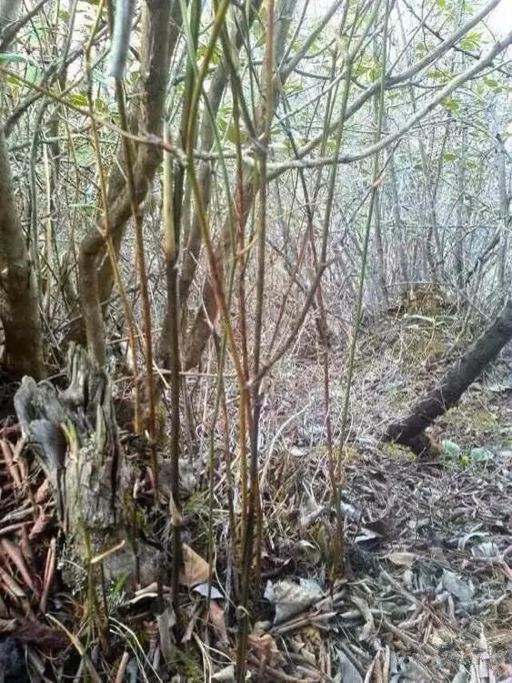 什么是鸡血藤手镯翡翠手镯藤条-第2张图片-翡翠网 什么是鸡血藤手镯翡翠手镯藤条-第2张图片-翡翠网