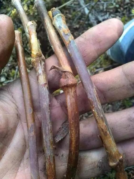 什么是鸡血藤手镯翡翠手镯藤条-第4张图片-翡翠网 什么是鸡血藤手镯翡翠手镯藤条-第4张图片-翡翠网