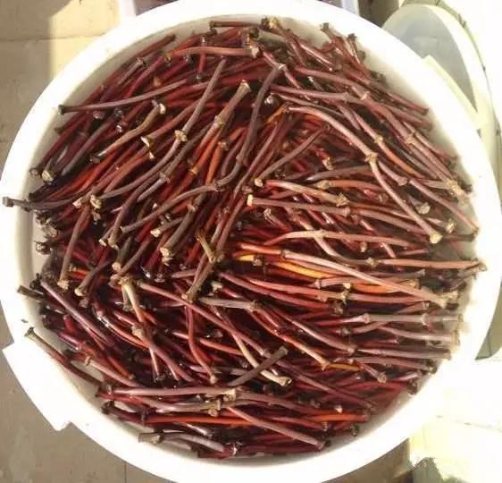 什么是鸡血藤手镯翡翠手镯藤条-第5张图片-翡翠网 什么是鸡血藤手镯翡翠手镯藤条-第5张图片-翡翠网