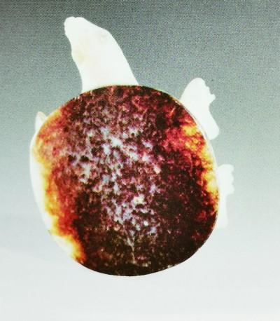 关于安阳翡翠原石收购平台的信息-第2张图片-翡翠网 关于安阳翡翠原石收购平台的信息-第2张图片-翡翠网