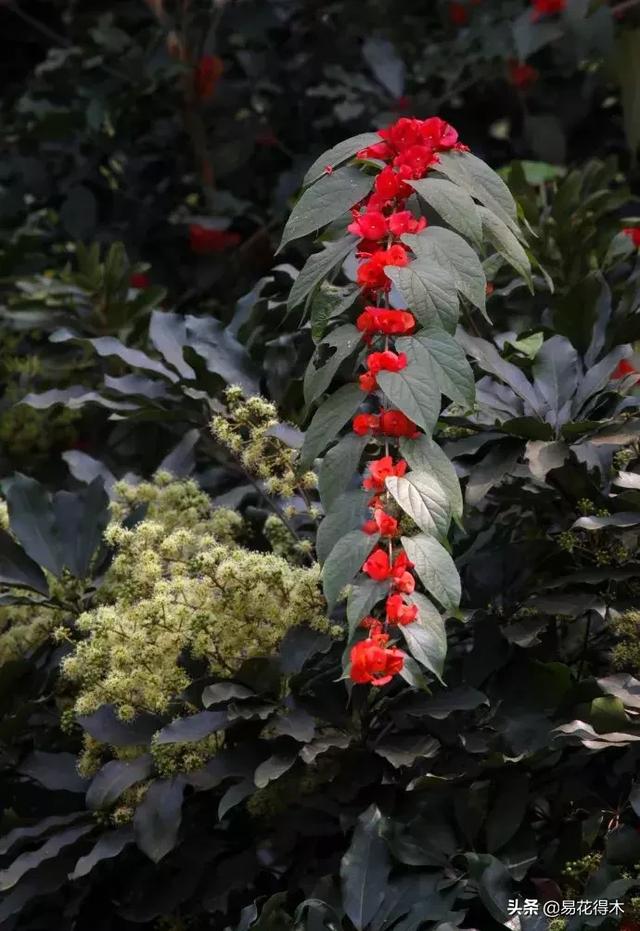 翡翠飘花手镯花多好还是花少好,玉是纯色好还是飘花好-第2张图片-翡翠网 翡翠飘花手镯花多好还是花少好,玉是纯色好还是飘花好-第2张图片-翡翠网