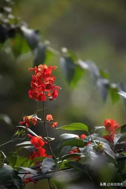 翡翠飘花手镯花多好还是花少好,玉是纯色好还是飘花好-第4张图片-翡翠网 翡翠飘花手镯花多好还是花少好,玉是纯色好还是飘花好-第4张图片-翡翠网