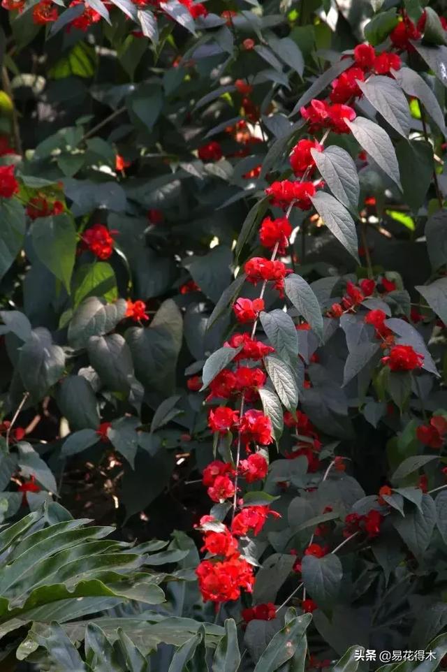 翡翠飘花手镯花多好还是花少好,玉是纯色好还是飘花好-第5张图片-翡翠网 翡翠飘花手镯花多好还是花少好,玉是纯色好还是飘花好-第5张图片-翡翠网