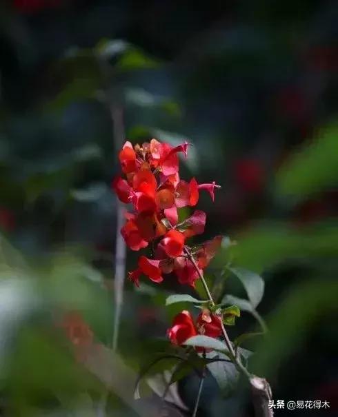 翡翠飘花手镯花多好还是花少好,玉是纯色好还是飘花好-第6张图片-翡翠网 翡翠飘花手镯花多好还是花少好,玉是纯色好还是飘花好-第6张图片-翡翠网