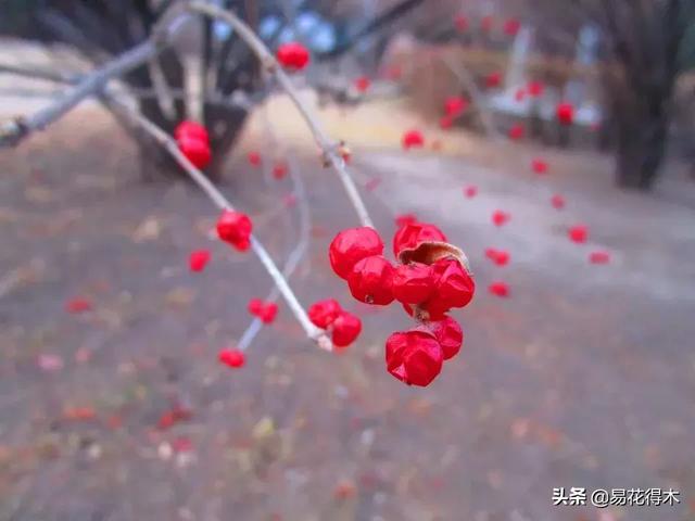 翡翠飘花手镯花多好还是花少好,玉是纯色好还是飘花好-第8张图片-翡翠网 翡翠飘花手镯花多好还是花少好,玉是纯色好还是飘花好-第8张图片-翡翠网