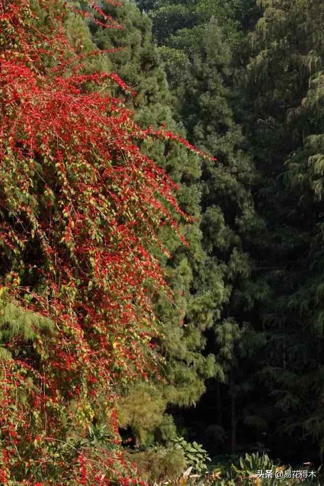 翡翠飘花手镯花多好还是花少好,玉是纯色好还是飘花好-第9张图片-翡翠网 翡翠飘花手镯花多好还是花少好,玉是纯色好还是飘花好-第9张图片-翡翠网