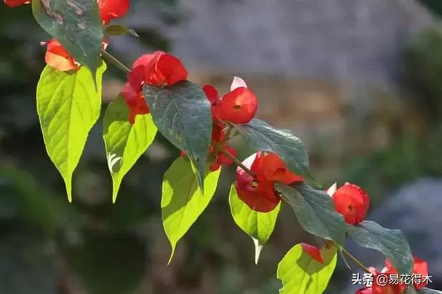 翡翠飘花手镯花多好还是花少好,玉是纯色好还是飘花好-第13张图片-翡翠网 翡翠飘花手镯花多好还是花少好,玉是纯色好还是飘花好-第13张图片-翡翠网