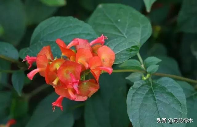 翡翠飘花手镯花多好还是花少好,玉是纯色好还是飘花好-第14张图片-翡翠网 翡翠飘花手镯花多好还是花少好,玉是纯色好还是飘花好-第14张图片-翡翠网