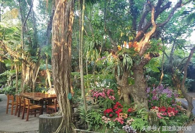 抖音黑森林,抖音凤吟照片-第13张图片-翡翠网 抖音黑森林,抖音凤吟照片-第13张图片-翡翠网