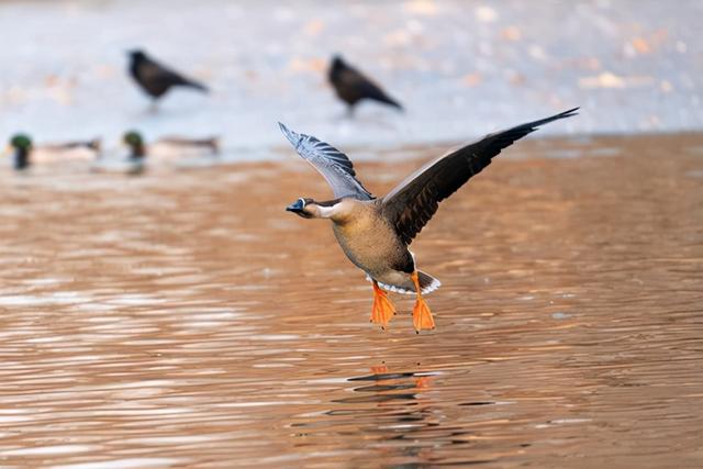 f2d2富二代最新版appf2抖音短视频app富二代污-第14张图片-翡翠网 f2d2富二代最新版appf2抖音短视频app富二代污-第14张图片-翡翠网