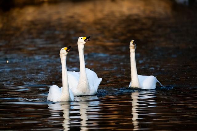 f2d2富二代最新版appf2抖音短视频app富二代污-第16张图片-翡翠网 f2d2富二代最新版appf2抖音短视频app富二代污-第16张图片-翡翠网