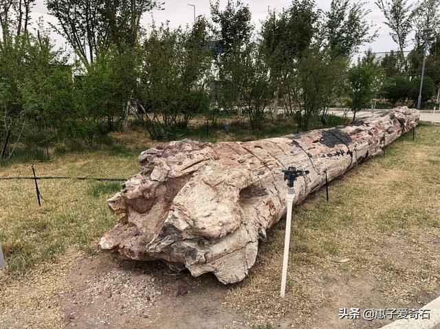 包含翡翠狗头价格的词条-第6张图片-翡翠网 包含翡翠狗头价格的词条-第6张图片-翡翠网