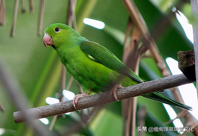 翡翠烤色手镯怎么辨认,黄翡翠烤色怎么能看出来-第13张图片-翡翠网 翡翠烤色手镯怎么辨认,黄翡翠烤色怎么能看出来-第13张图片-翡翠网