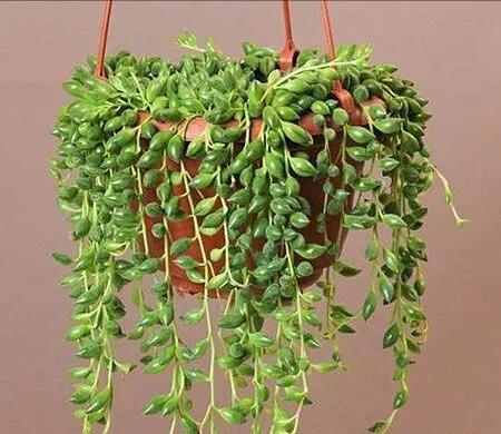 翡翠钻石盆栽养殖方法,钻石翡翠盆栽养护知识-第1张图片-翡翠网 翡翠钻石盆栽养殖方法,钻石翡翠盆栽养护知识-第1张图片-翡翠网