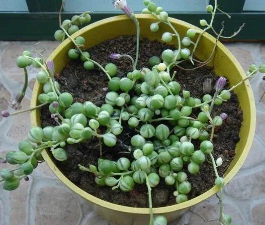 翡翠钻石盆栽养殖方法,钻石翡翠盆栽养护知识-第3张图片-翡翠网 翡翠钻石盆栽养殖方法,钻石翡翠盆栽养护知识-第3张图片-翡翠网