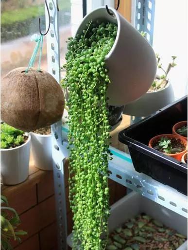 翡翠钻石盆栽养殖方法,钻石翡翠盆栽养护知识-第4张图片-翡翠网 翡翠钻石盆栽养殖方法,钻石翡翠盆栽养护知识-第4张图片-翡翠网