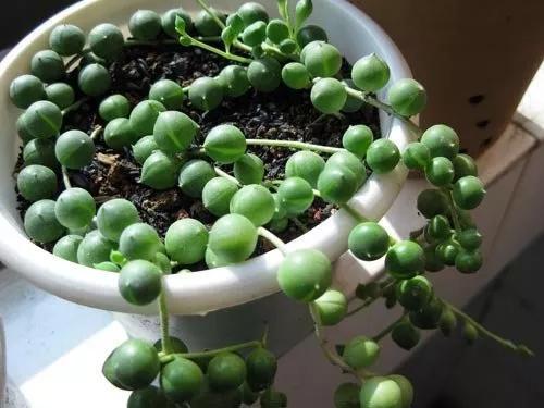 翡翠钻石盆栽养殖方法,钻石翡翠盆栽养护知识-第5张图片-翡翠网 翡翠钻石盆栽养殖方法,钻石翡翠盆栽养护知识-第5张图片-翡翠网