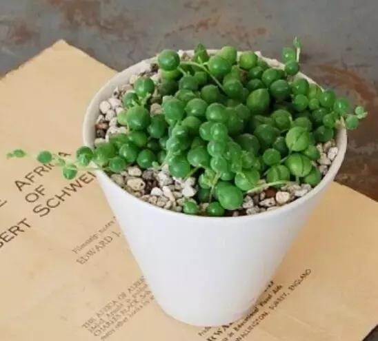 翡翠钻石盆栽养殖方法,钻石翡翠盆栽养护知识-第6张图片-翡翠网 翡翠钻石盆栽养殖方法,钻石翡翠盆栽养护知识-第6张图片-翡翠网