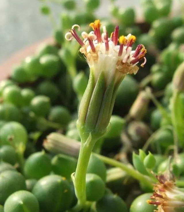 翡翠钻石盆栽养殖方法,钻石翡翠盆栽养护知识-第7张图片-翡翠网 翡翠钻石盆栽养殖方法,钻石翡翠盆栽养护知识-第7张图片-翡翠网