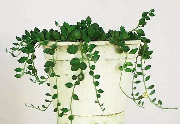 翡翠钻石盆栽养殖方法,钻石翡翠盆栽养护知识-第8张图片-翡翠网 翡翠钻石盆栽养殖方法,钻石翡翠盆栽养护知识-第8张图片-翡翠网