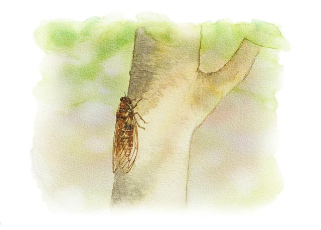 黄底冰糖翡翠手镯的简单介绍-第7张图片-翡翠网 黄底冰糖翡翠手镯的简单介绍-第7张图片-翡翠网