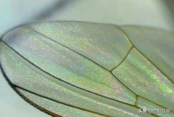 怎么确定是不是翡翠A货翡翠的鉴别方法a货-第3张图片-翡翠网 怎么确定是不是翡翠A货翡翠的鉴别方法a货-第3张图片-翡翠网